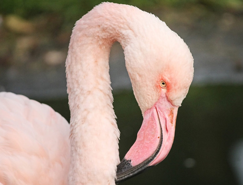 Battersea Park Zoo