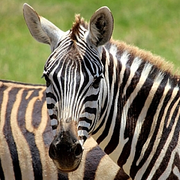 London Zoos and Aquariums