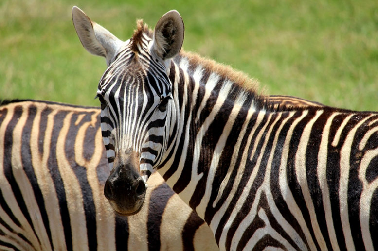 Zoos and Aquariums
