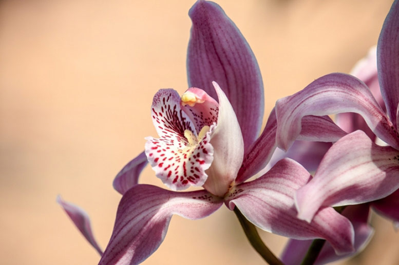 Orchidya