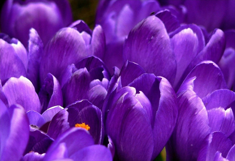 Scarlet and Violet