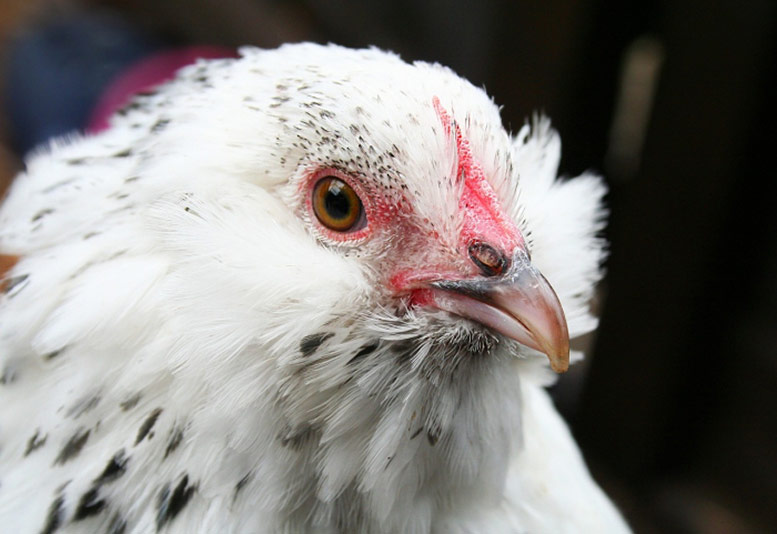 The Woodlands Farm Trust