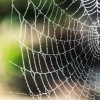 Web Resources