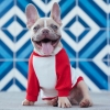 Top Places In London To Buy Fashion Dog Clothes