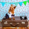 10 Tips For Taking Your Dog on Holiday in the UK