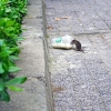 Benefits of Hiring Pest Control Services in London