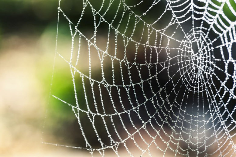 Web Resources