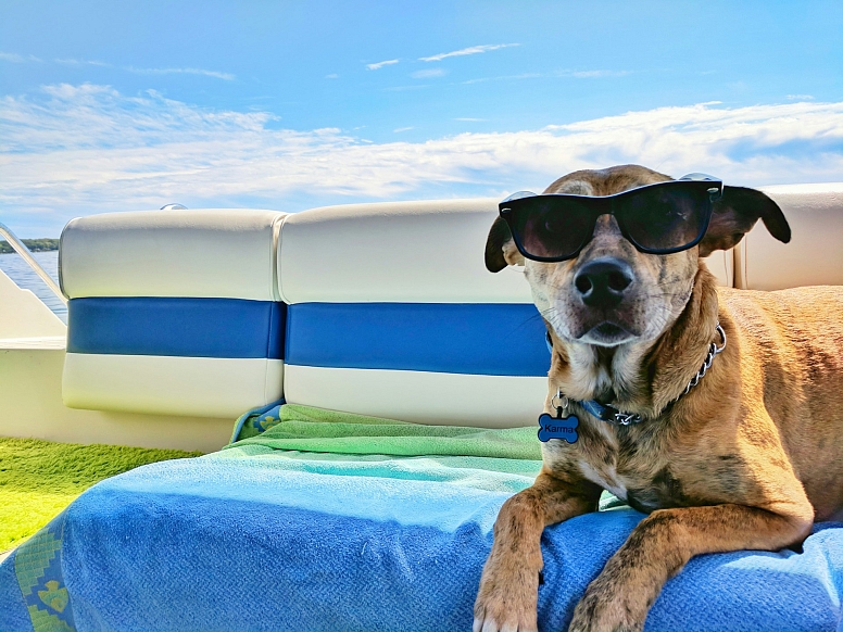 Tips To Keep Your Holiday Pet Friendly