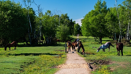 Things To Do On Your Family Break In The New Forest