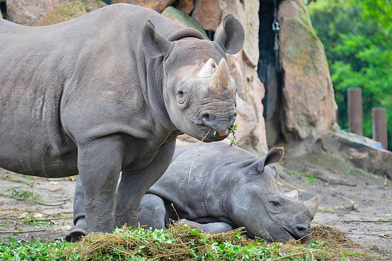 Chester Zoo