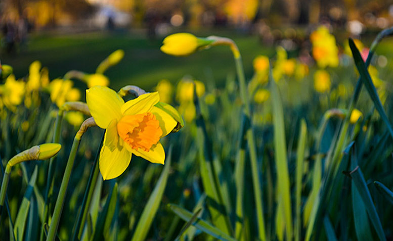 Daffodil in Hyde Park