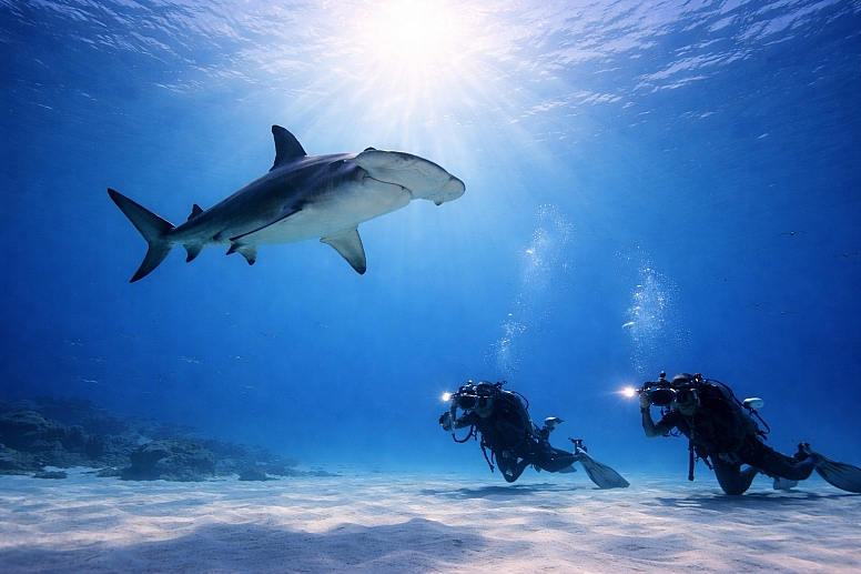 hammerheads and divers beneath the surface