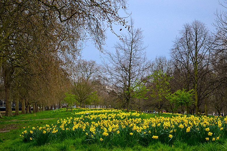 Hyde Park Flowers
