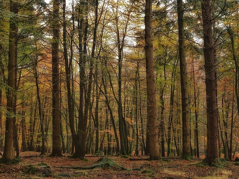 new forest