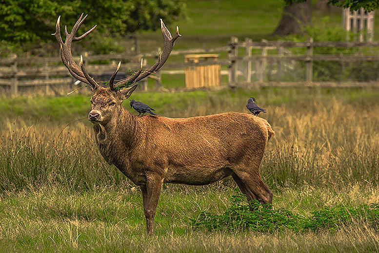 Deer in Richmond park