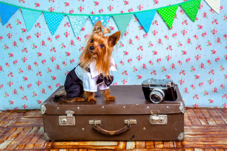 Dog Going on Holiday in the UK 