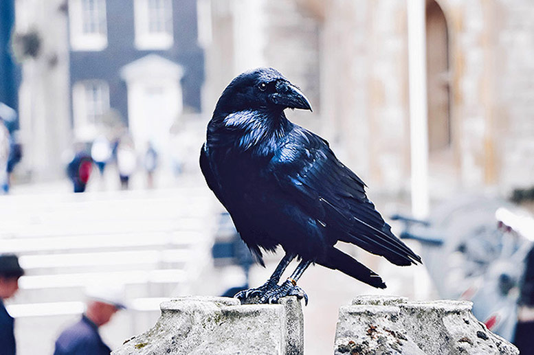 Ravens